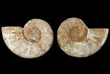 4.8" Cut & Polished Agatized Ammonite Fossil (Pair)- Jurassic - #131735-1